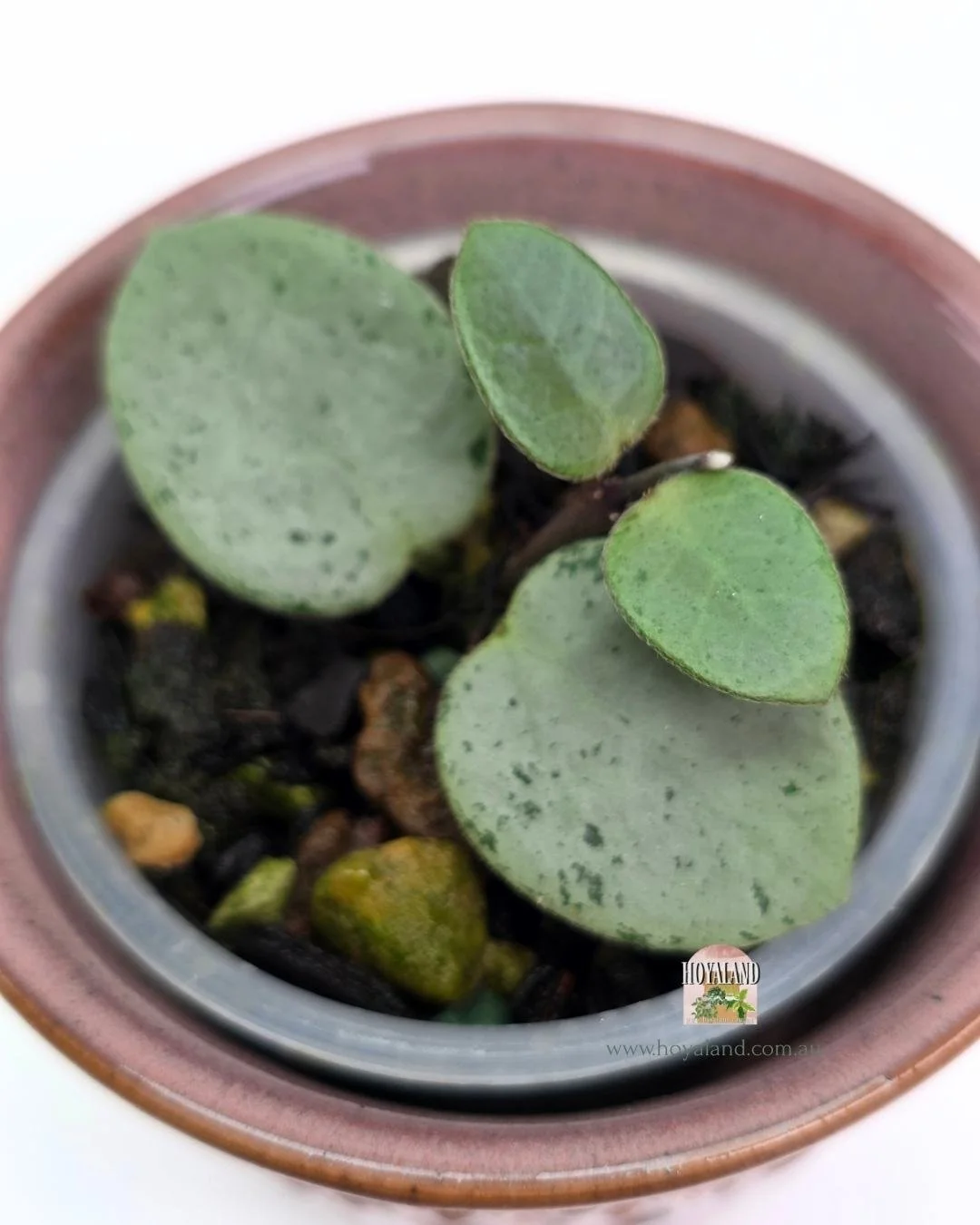 🍂 Hoya 'Mathilde' Grey Fairy – The Ultimate Rare Silver Unicorn